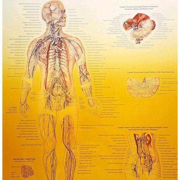 2000 Lymphatic System Anatomical Chart Laminated Poster Medical Hospital GstRm - Picture 2 of 2